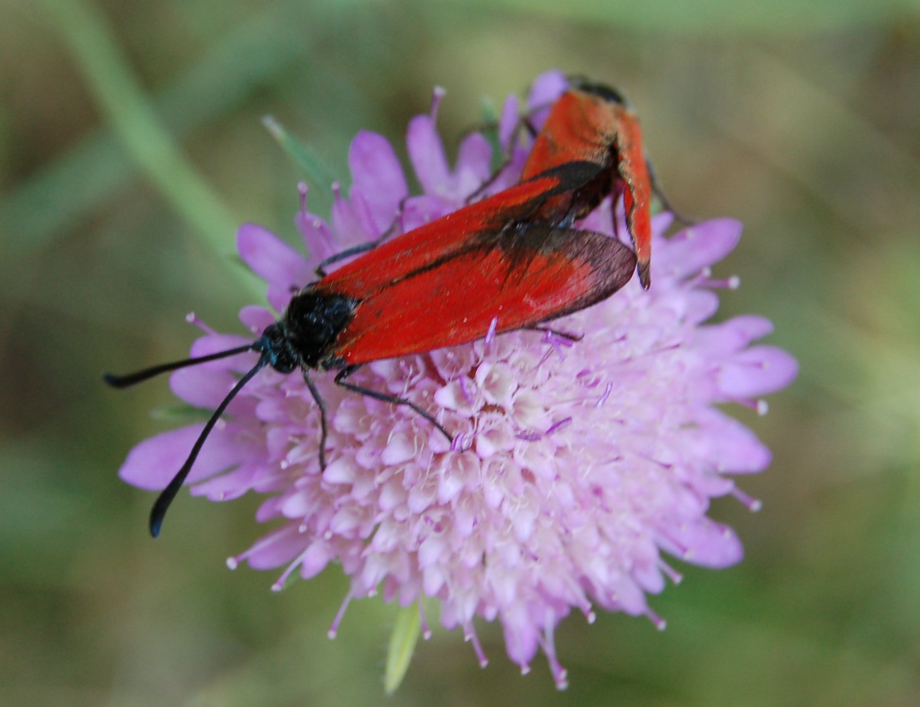 Zygaena rubicundus e  Zygaena loti